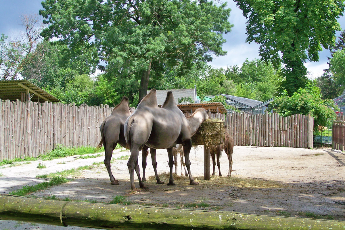 Верблюди у Зоопарку