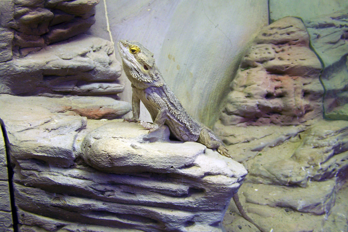 Ящірка дракон у Зоопарку