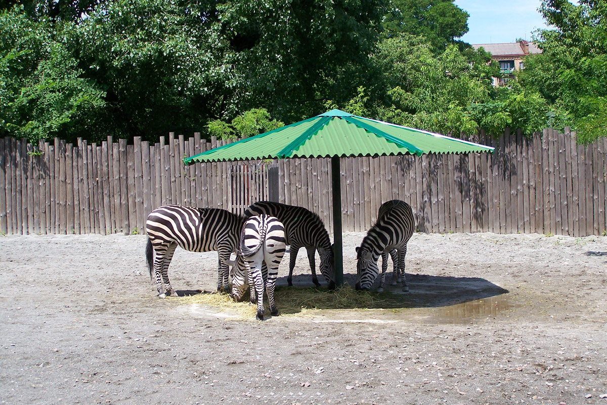 Зебри у Зоопарку