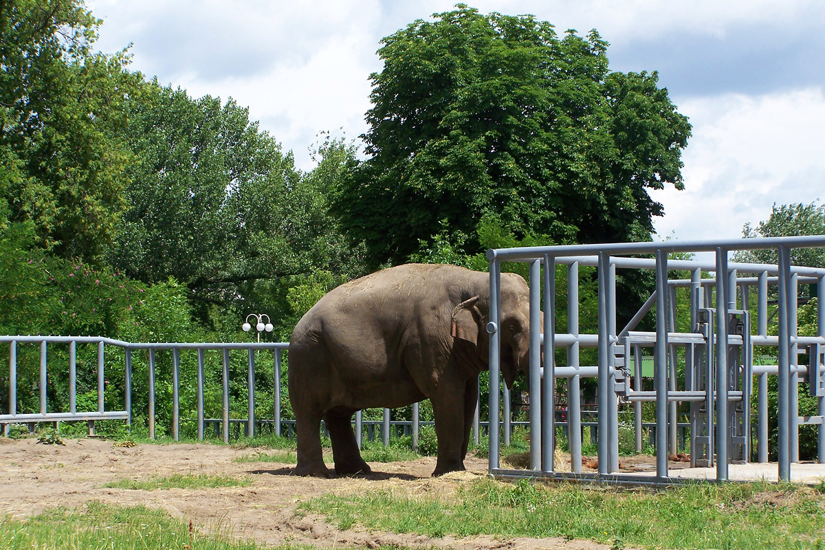 Слон у Зоопарку
