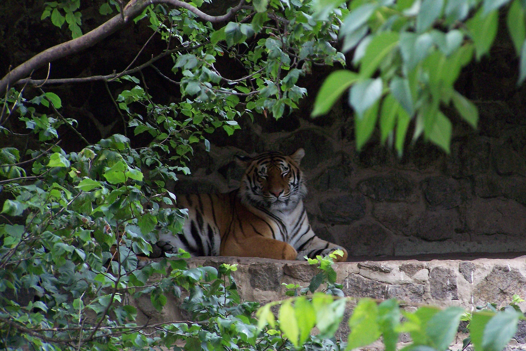 Тигр в зоопарку