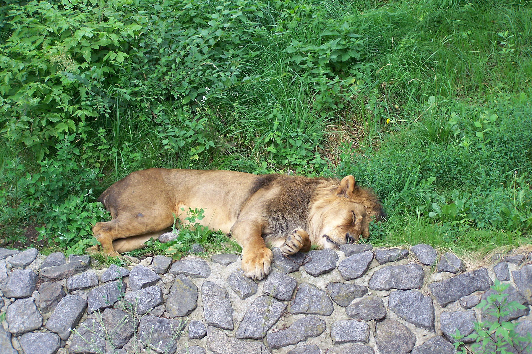 Лев на відпочинку в зоопарку