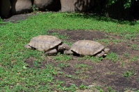 Черепахи у Зоопарку