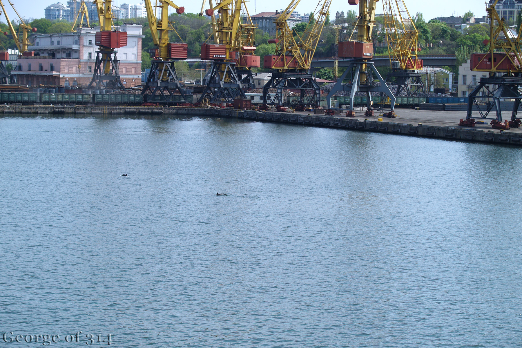 Дельфіни в акваторії Одеського морського порту