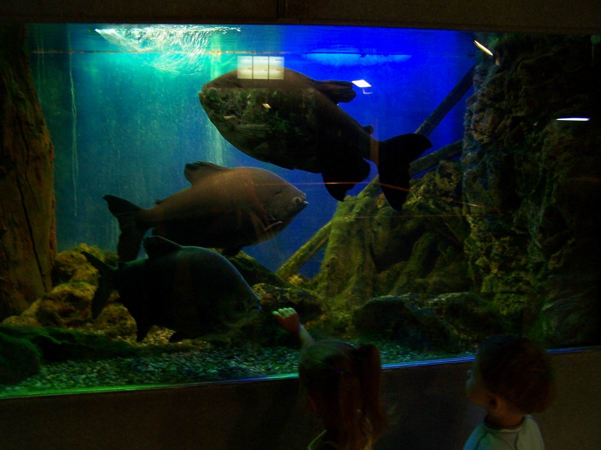 В приміщенні Севастопольського акваріуму
