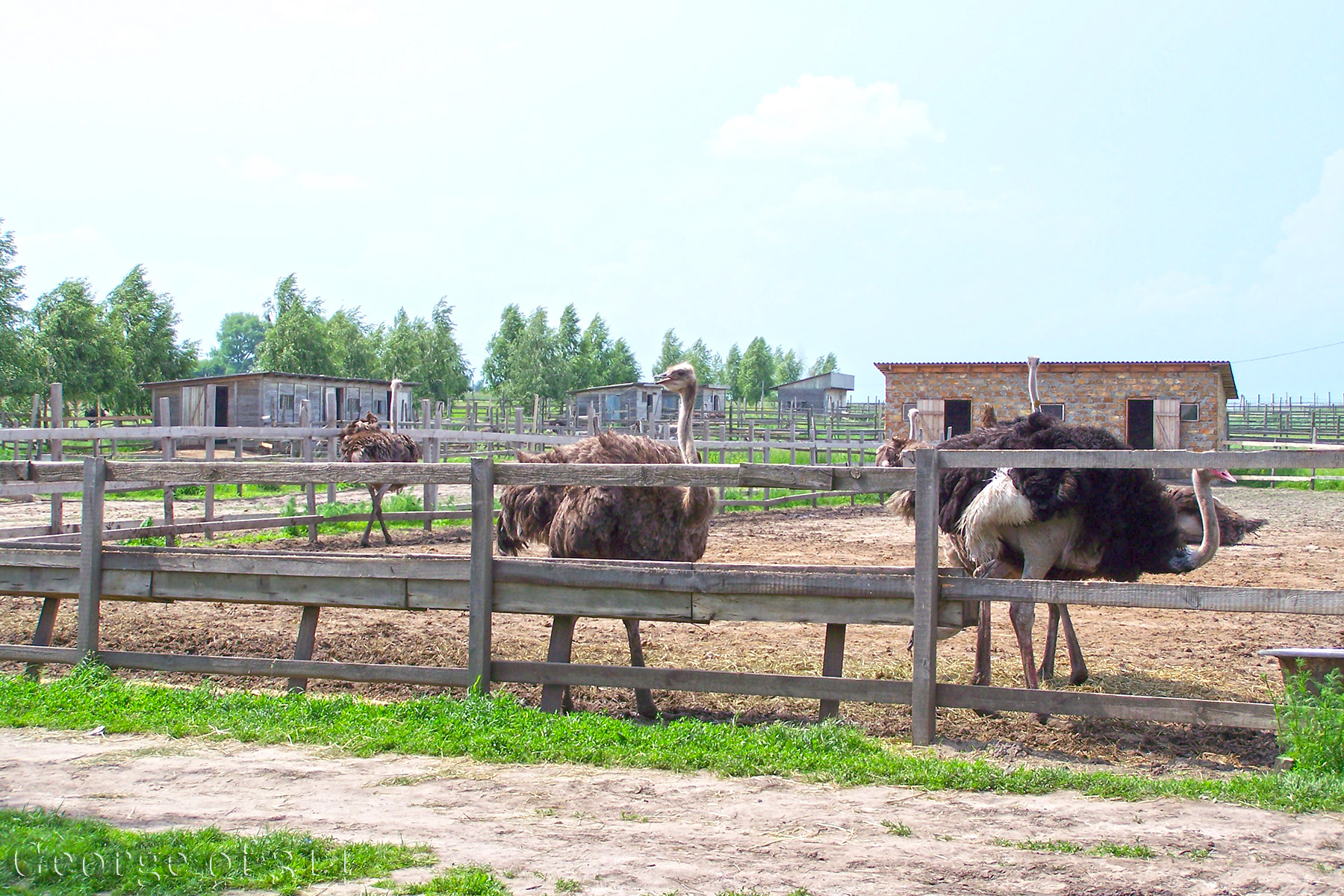 Страуси, страусова ферма, с. Ясногородка, Київська область