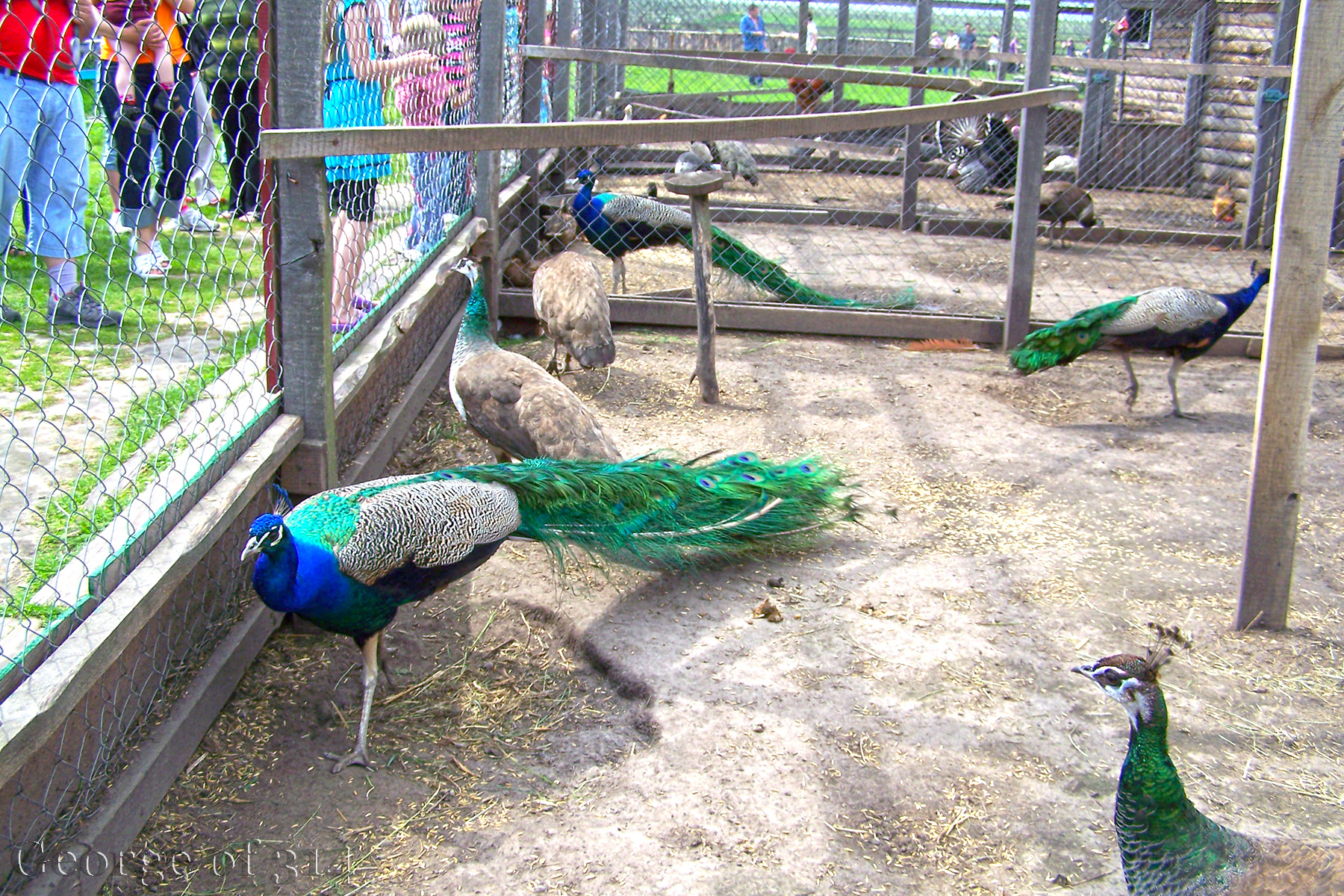 Павичі, зоопарк на страусовій фермі, с. Ясногородка, Київська область