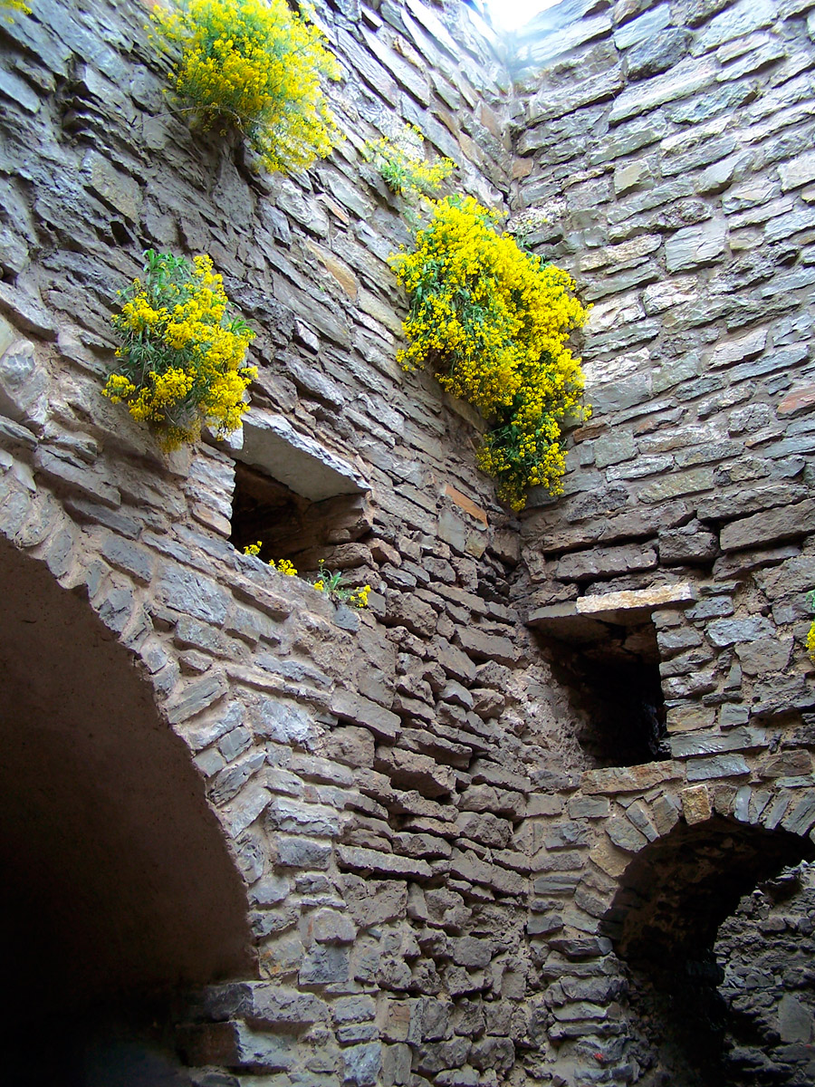 Квіти на стінах Кам'янецького замку