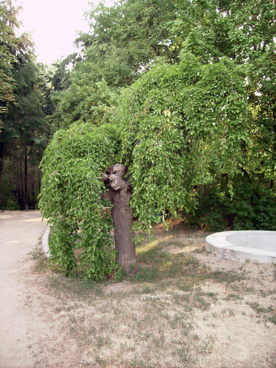 В англійському парку, Софіївка