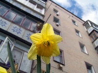 Нарцис