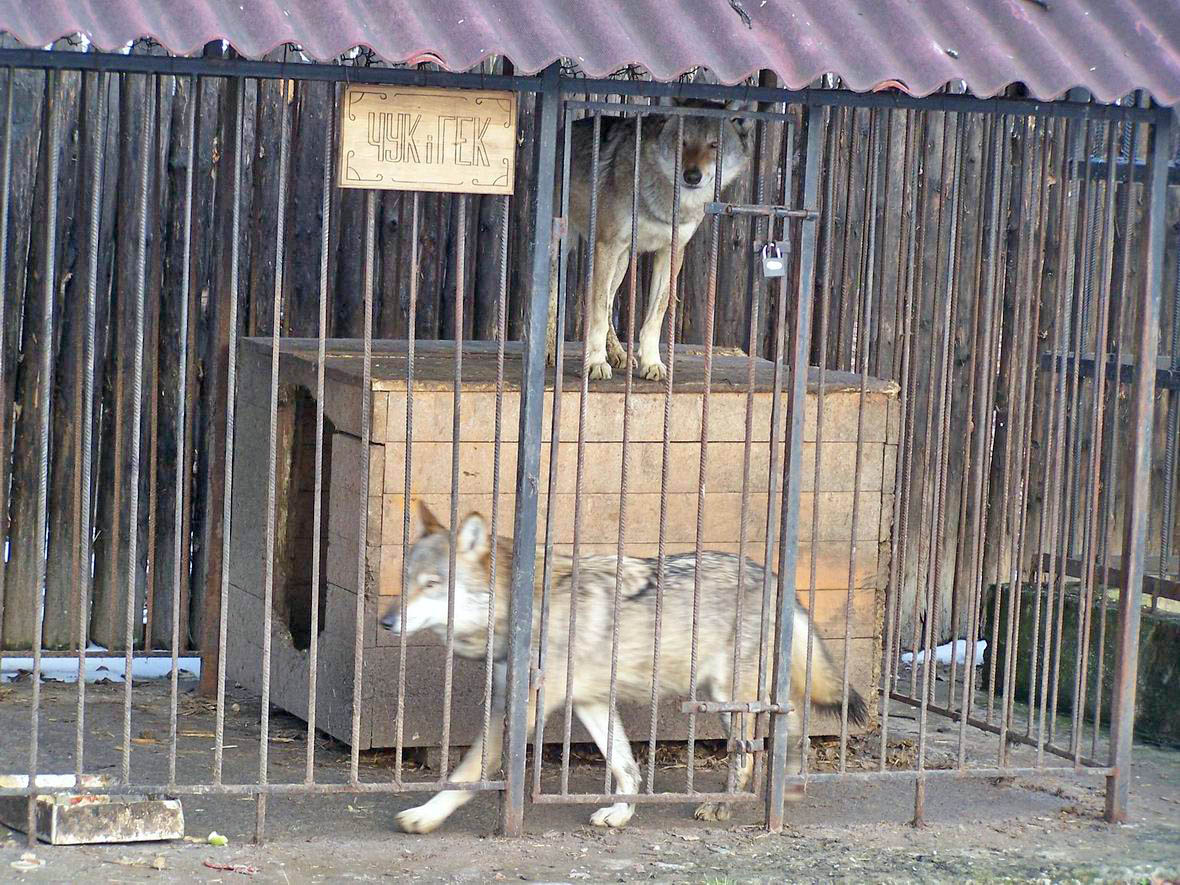 Вовки Чук і Гек в звіринці бази відпочинку 