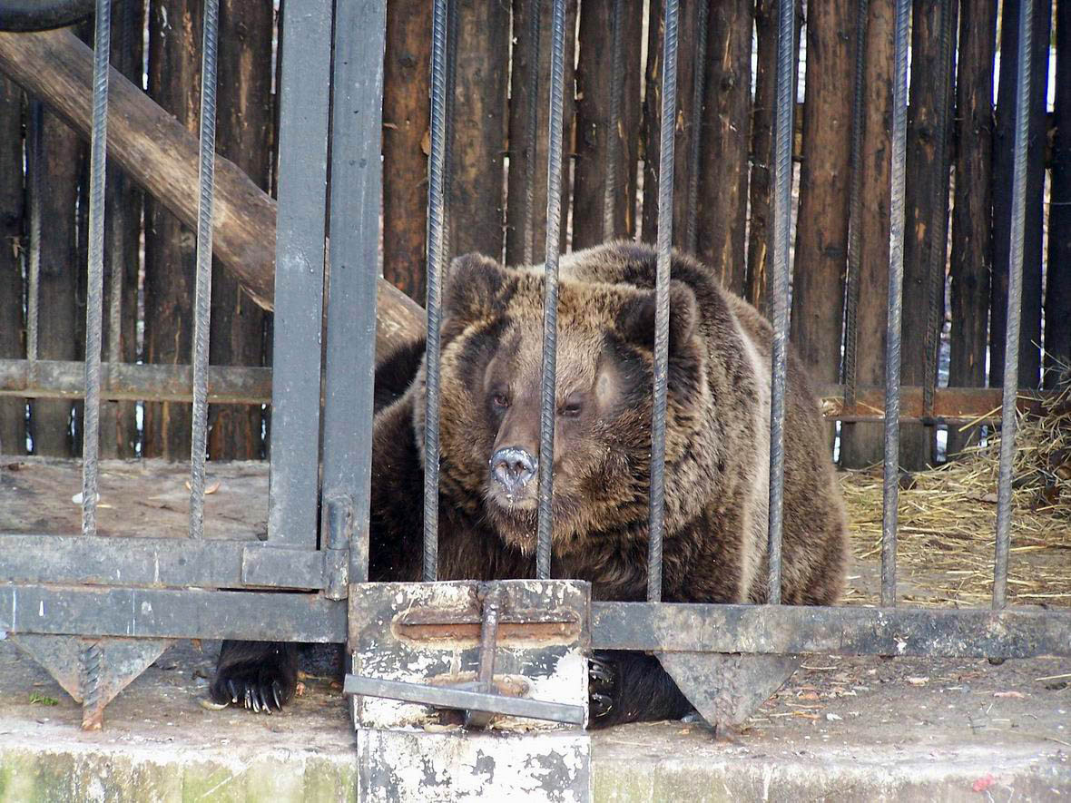 Бурий ведмідь в звіринці бази відпочинку 