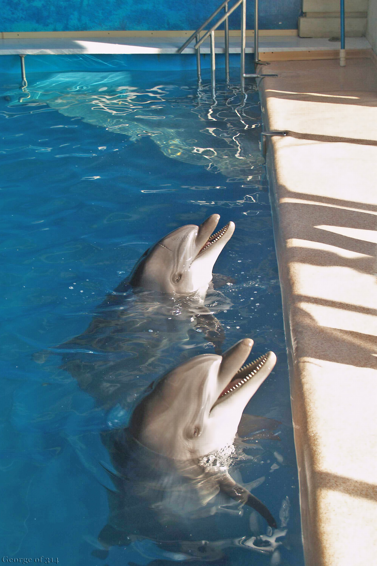 Дельфіни Женя і Коля в одеському дельфінарії 