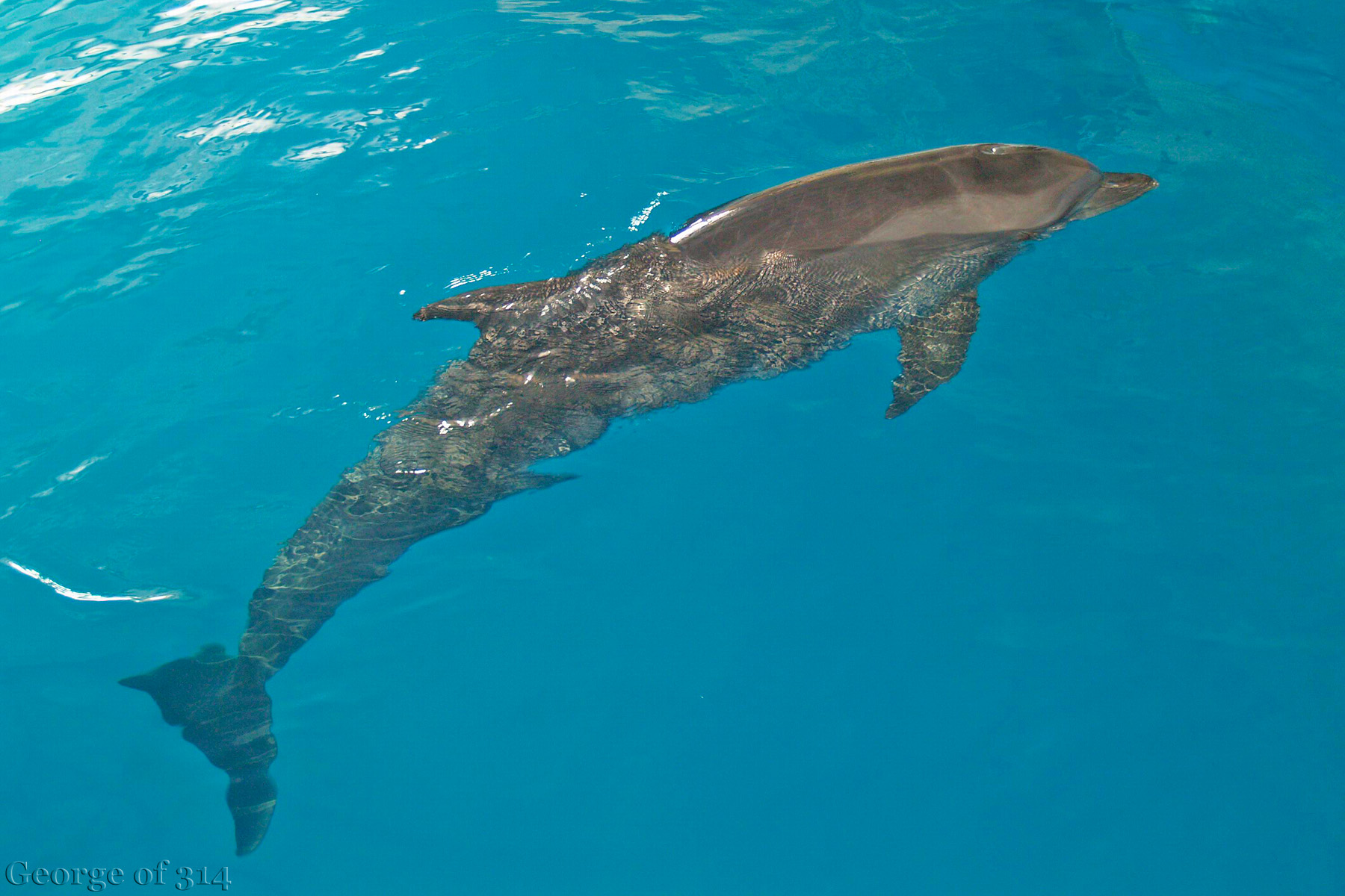 Дельфін у одеському дельфінарії 