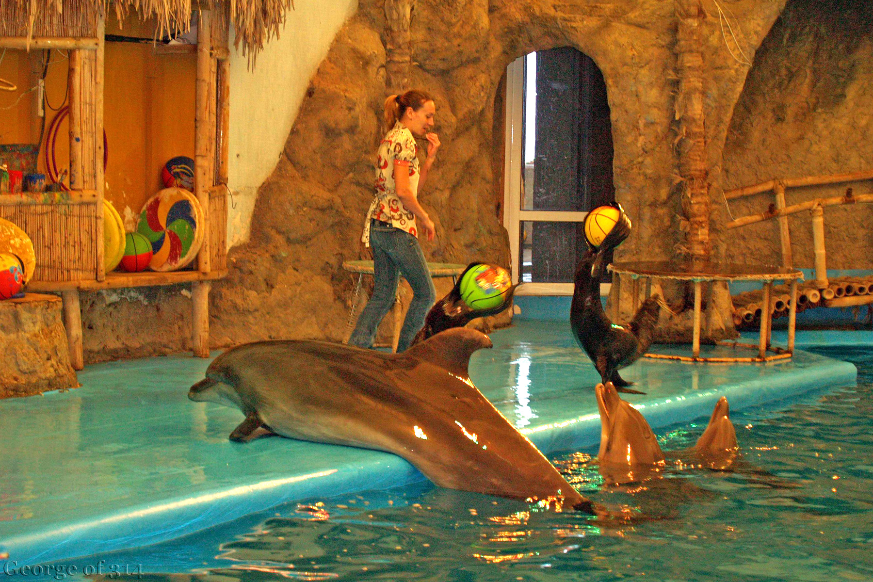 Дельфіни під час вистави у одеському дельфінарії 