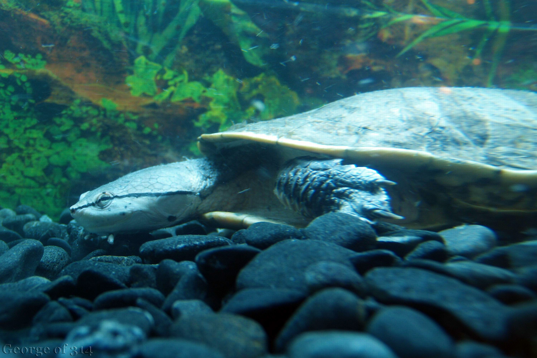 Черепаха в одеському океанаріумі 