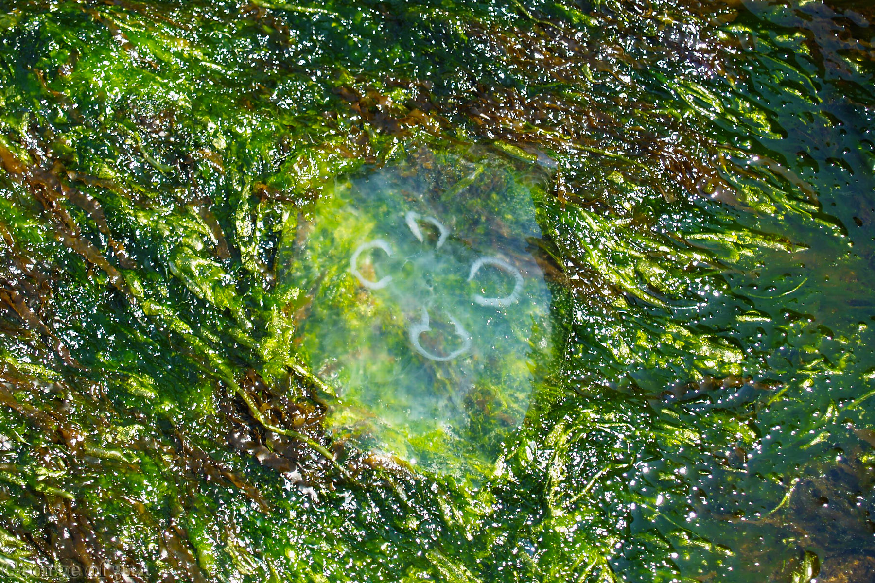 Медуза, яка залишилась на волнорізі після відходу хвилі